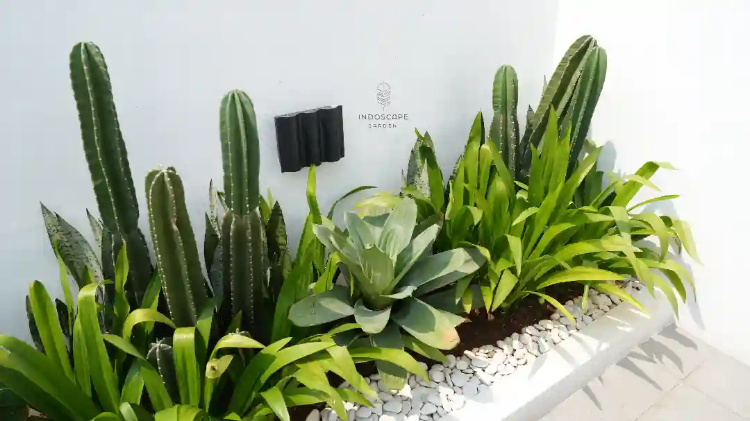 Inspirasi Desain Taman Kering Kaktus untuk Hunian Modern dan Premium